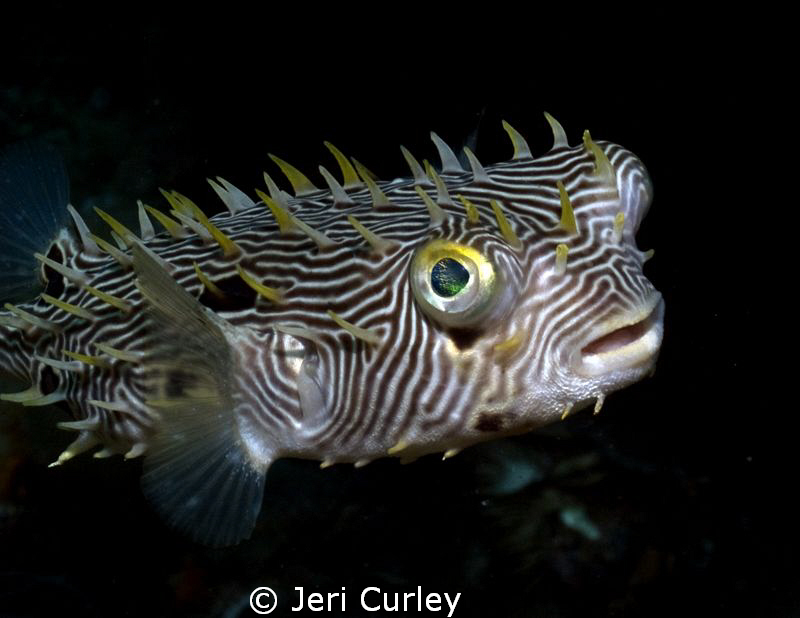 This striped burrfish was headed straight for me at Blue ... by Jeri Curley 
