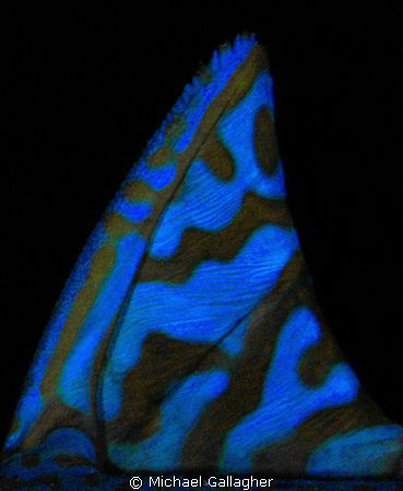 Triggerfish dorsal fin, taken at night by Michael Gallagher 