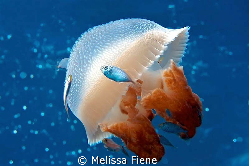 Mosaic Jellyfish with driftfish in the coral sea. Nikon D... by Melissa Fiene 