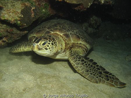Beautiful carey turtle at night dive at Isla de Lobos, Ve... by Jorge Alfonso Trujillo 