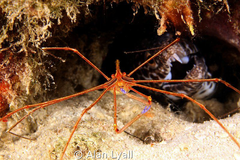 Arrow crab chooses a quiet place for lunch (but what's th... by Alan Lyall 