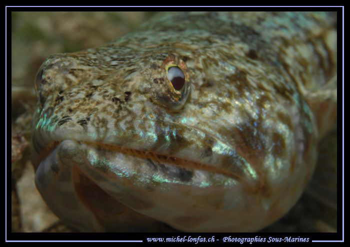 Face to face with this Lezard Fish... Que du Bonheur... :... by Michel Lonfat 
