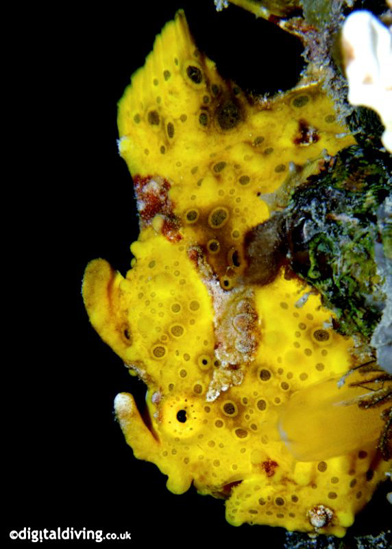 Profile image of Clown Frogfish. D200 and 105mm lens. by David Henshaw 