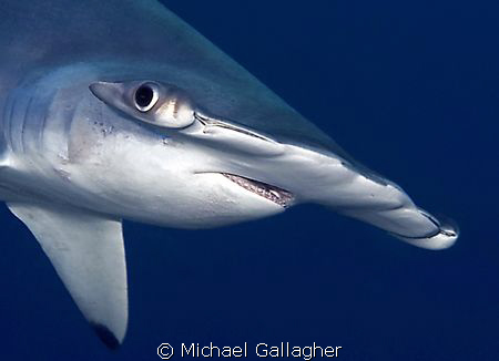 Hammerhead at Darwin's Arch, Galapagos - shot taken with ... by Michael Gallagher 