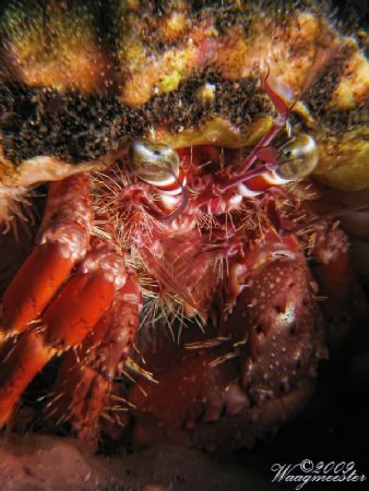 Hermit Crab - Tulamben, Bali (Canon G9, Inon D2000w, UCL165) by Marco Waagmeester 