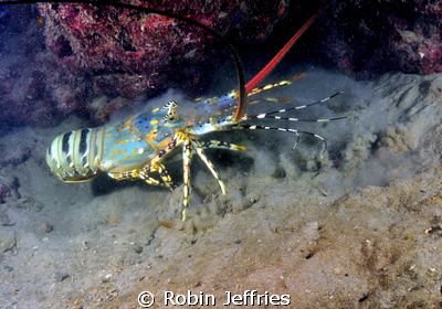I caught this blue reef lobster just as he jetted away at... by Robin Jeffries 