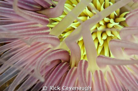 Tube anemone taken about 30 feet from the shore in Anilao... by Rick Cavanaugh 