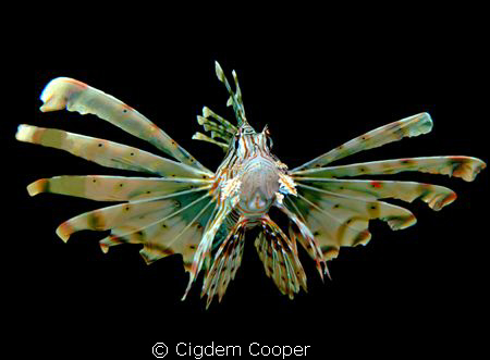 Pterois miles by Cigdem Cooper 