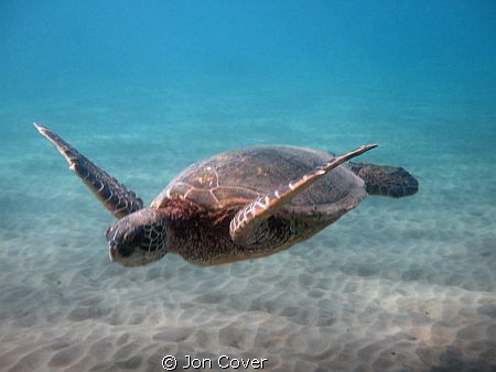Green Sea Turtle shot at Makenna Landing on Maui with Can... by Jon Cover 