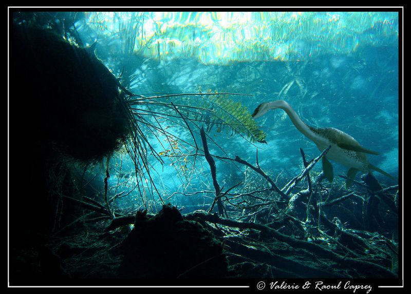 Prehistoric dream in a cenote
(Yucatan-Mexico) by Raoul Caprez 