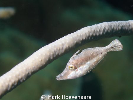 Slender Filefish by Mark Hoevenaars 