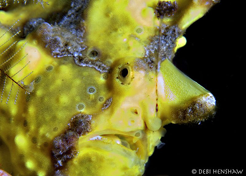 Painted Frogfish by Debi Henshaw 