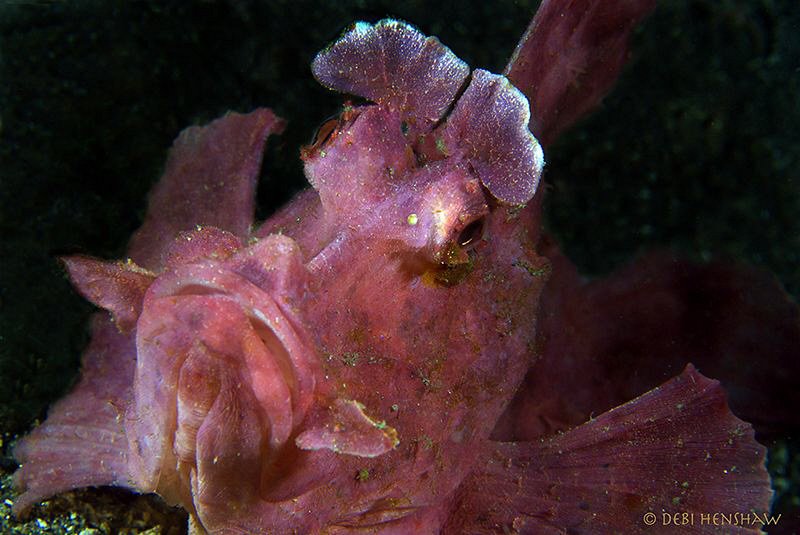 Paddle flap Scorpionfish aka Rhinopias eschmeyeri by Debi Henshaw 