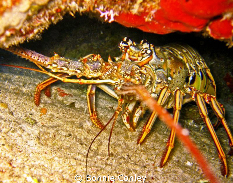 Lobster seen in Freeport Bahamas May 2009.  Photo taken w... by Bonnie Conley 