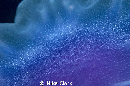 abstract jellyfish by Mike Clark 