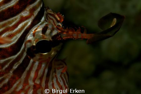 Lion fish eye by Birgul Erken 