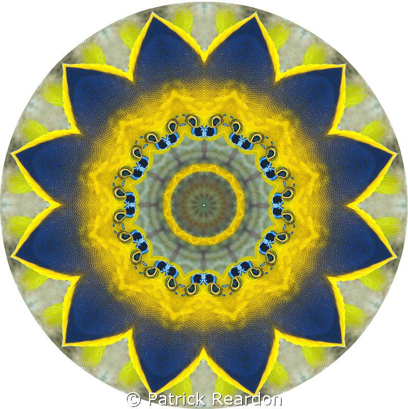 "Sunflower" made from a Kaleidoscopic image of a fish. by Patrick Reardon 