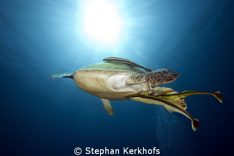 Green turtle with remora support heading for the sun. by Stephan Kerkhofs 