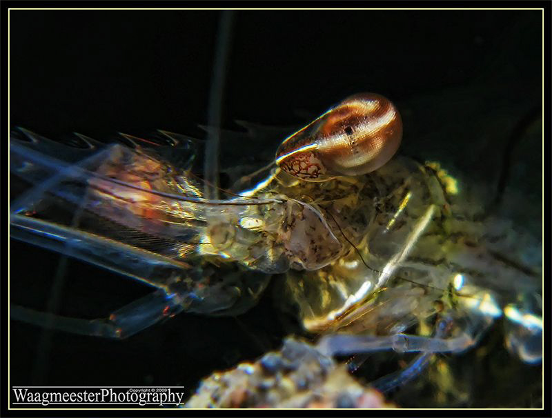 Shrimp Eye (Periclimenes tenuipes) - Tulamben, Bali (Cano... by Marco Waagmeester 
