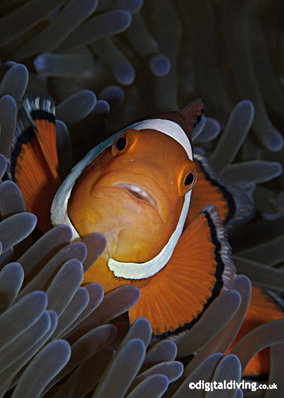 Portrait image of the simple Anemonefish ... by David Henshaw 