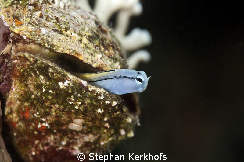 Mimic blenny taken with 180mm in Na'ama bay. by Stephan Kerkhofs 