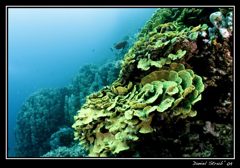 Lettuce coral III by Daniel Strub 