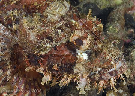 Disguise.
Scorpion fish in Lembeh. Feb 08.
D200 60mm. by Mark Thomas 