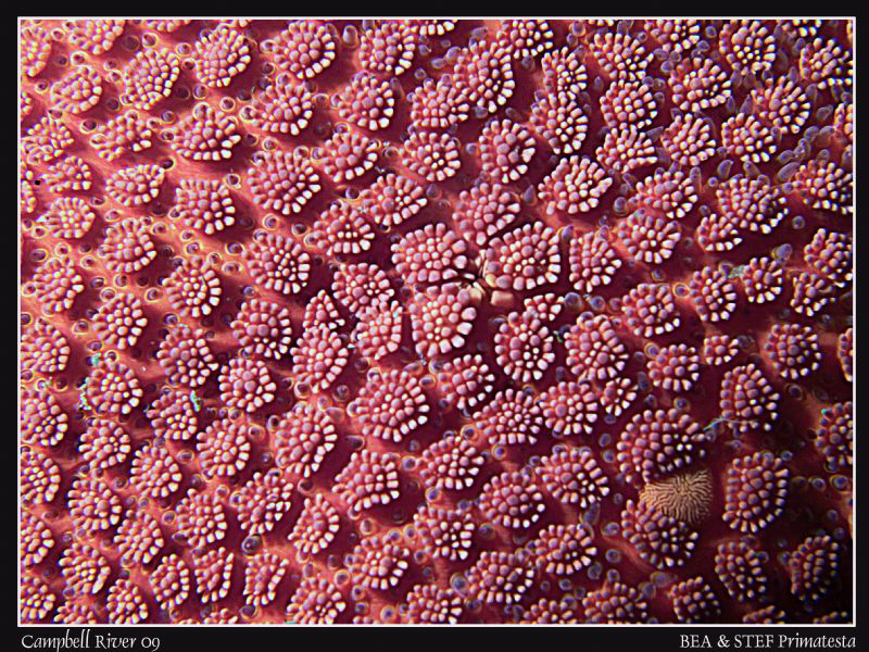 Vermilion star pattern. Quadra Island, BC. Canon G10, Ino... by Bea & Stef Primatesta 