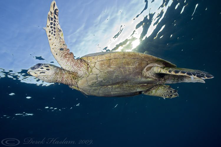 Hawksbill turtle just after sunrise. Marsa Alam. D3, 16mm. by Derek Haslam 