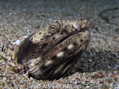 Spotted Snake Eel by Abimael Márquez 