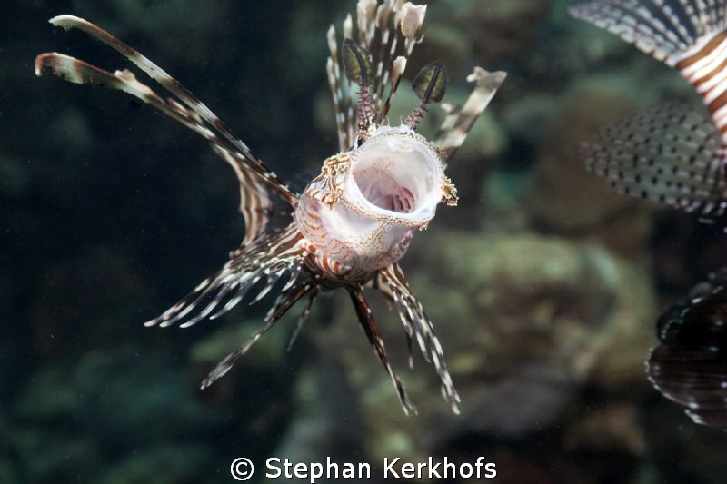 Hungry Lionfish! by Stephan Kerkhofs 