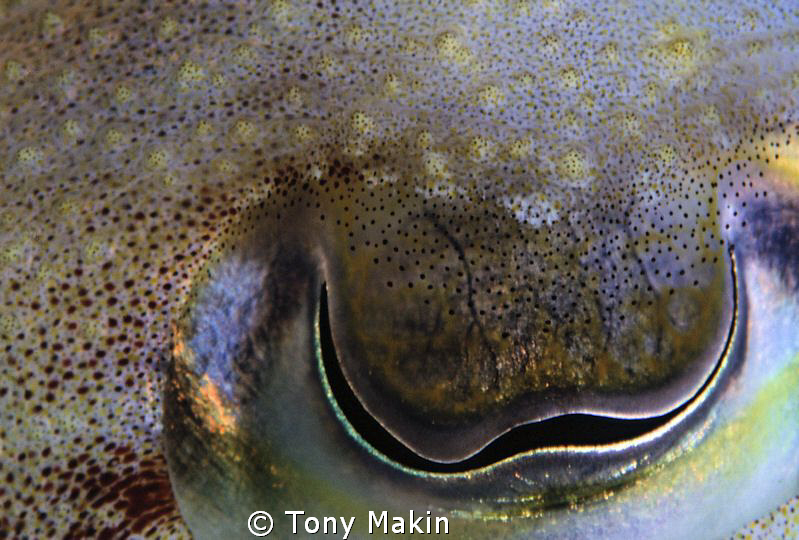 cuttlefish eye by Tony Makin 