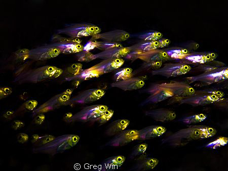 Golden Sweepers captured with Canon G9 and Inon Z240 strobe. by Greg Win 