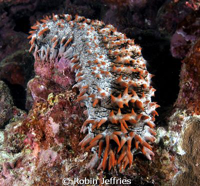 Prickly Sea Cucumber. This sand gobler offered an unusual... by Robin Jeffries 