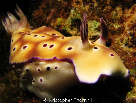 Nudibranch in Okinawa. Canon S3 IS with Ikelite housing a... by Kristopher Thornhill 