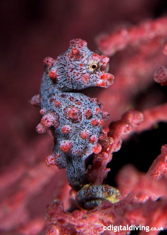Portrait image of Pygmy Seahorse in Lembeh by David Henshaw 