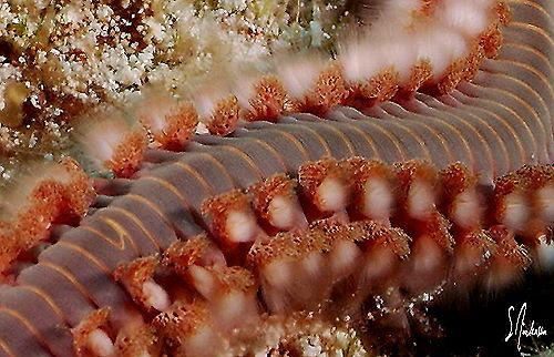 This image of a Bearded Fireworm was taken during a dive ... by Steven Anderson 