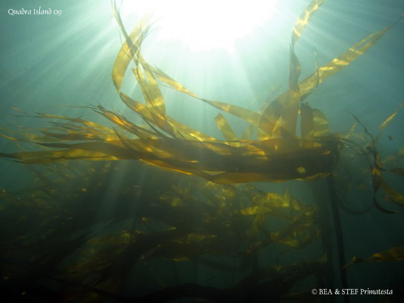 Bulb kelp. Quadra Island, BC. Canon Ixus 980. by Bea & Stef Primatesta 