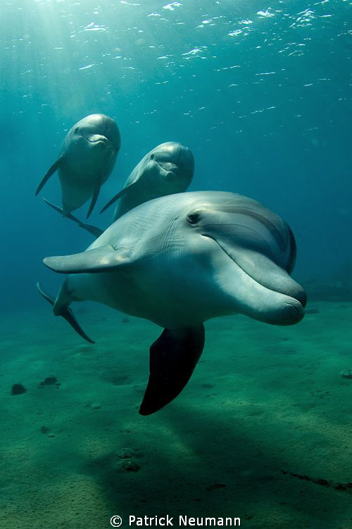 Dolphins flight by Patrick Neumann 