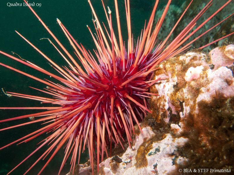 Red sea urchin. Quadra Island, BC. Canon G10 & Inon D2000. by Bea & Stef Primatesta 