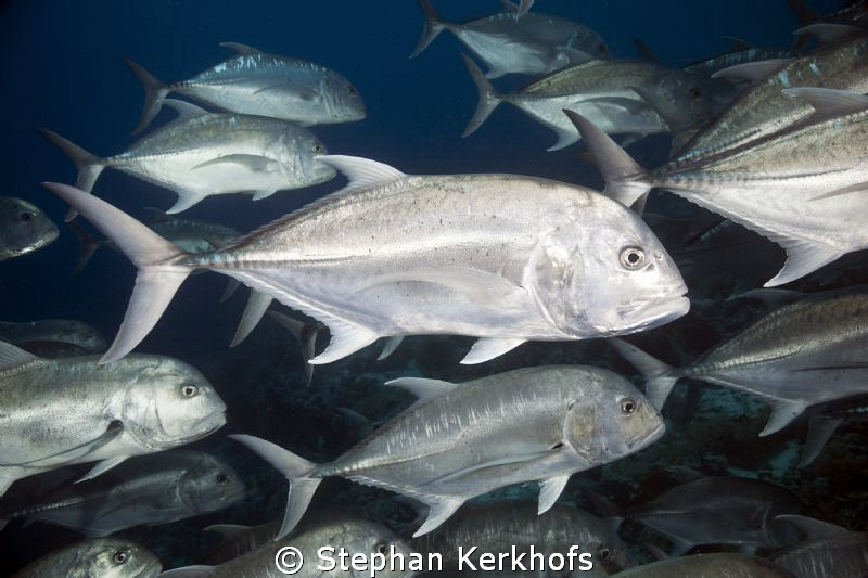 Surrounded by Giant Trevally at Yolanda Reef. by Stephan Kerkhofs 