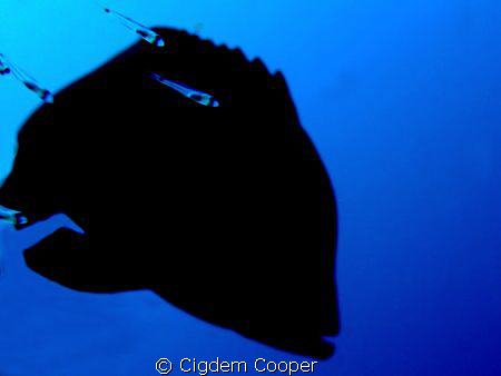 Red mouth grouper. by Cigdem Cooper 