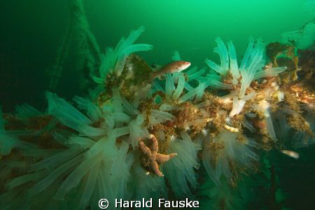 small fish and a mix of marine life on the wreck of elin,... by Harald Fauske 