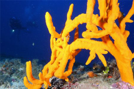 A sponge, Axinella Polypoides, Tavolara Park, Sardinia by Ugo Gaggeri 