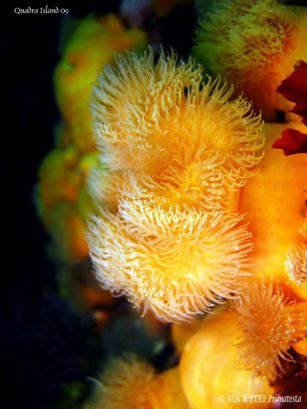 Short plumose anemone. Quadra Island, BC. Canon Ixus 980. by Bea & Stef Primatesta 