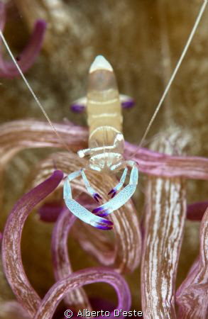 Anemone's shrimp by Alberto D'este 