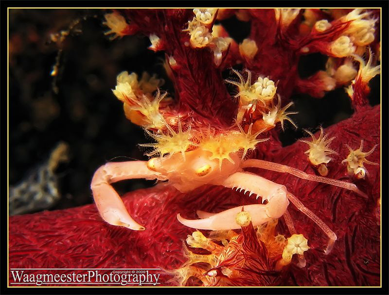 Small Soft Coral Crab - Tulamben, Bali (Canon G9, Inon D2... by Marco Waagmeester 
