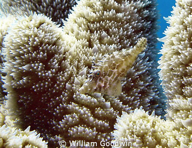 Pillar coral with a Slender Filefish "just blending in"..... by William Goodwin 