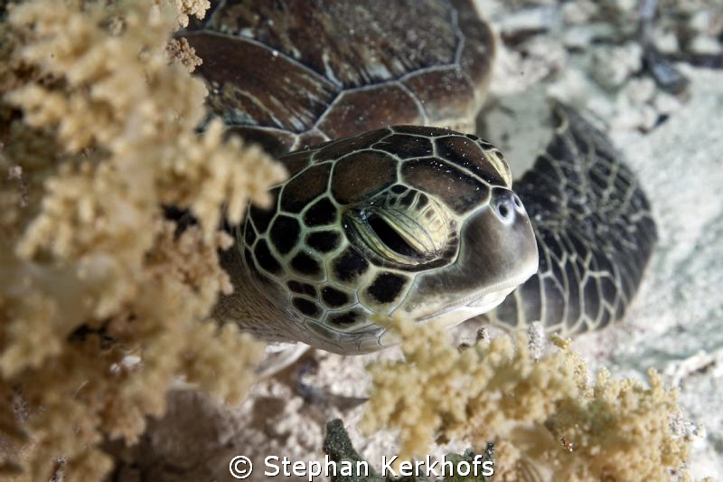 Baby green turtle taken behind Yolanda Reef. by Stephan Kerkhofs 