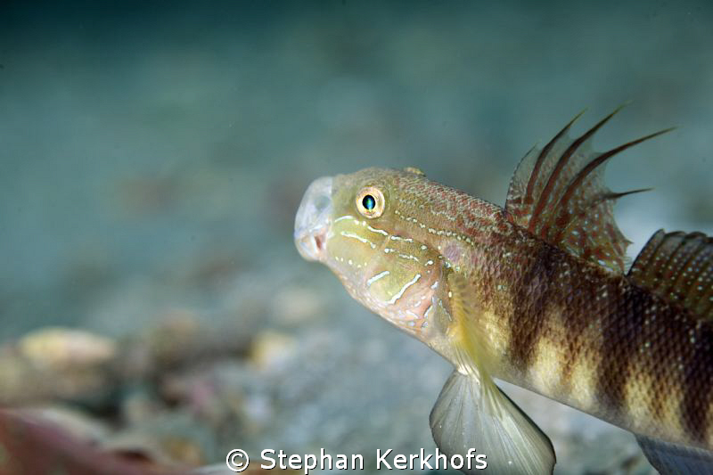 Tailspot Goby taken in Na'ama Bay with 180mm. by Stephan Kerkhofs 